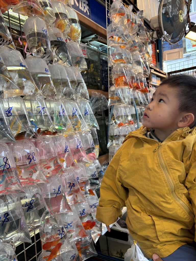 Hong Kong: Goldfishes &&nbsp;Goodbye