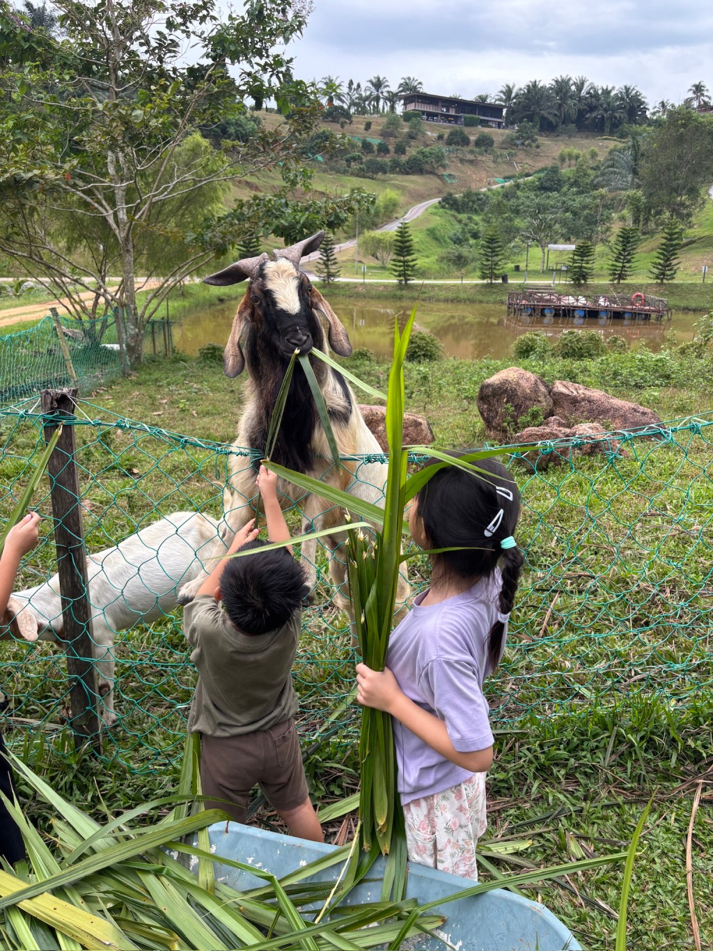 5D4N JB-Kulai-Kluang Roadtrip Part 3: Talula Hills Farm&nbsp;Stay