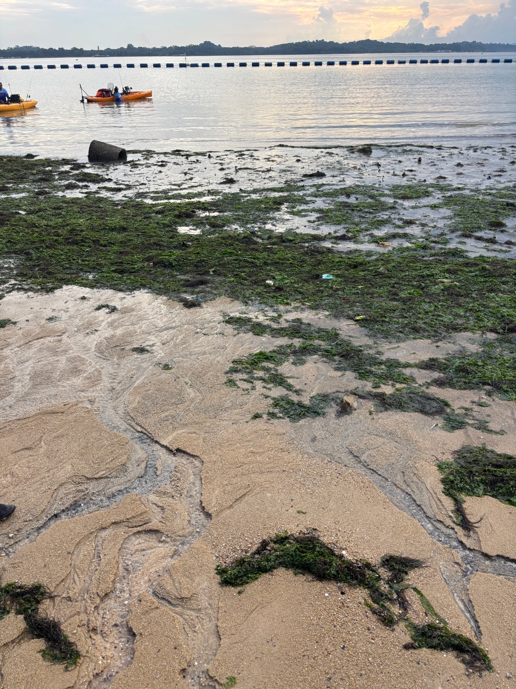 Our First Intertidal Walk — And Why It Felt Like&nbsp;Magic
